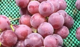 葡萄酒最新爆料新闻视频,独家视频带你探秘幕后真相